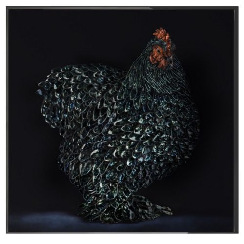 Gallo
